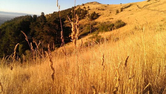 Grass season natural