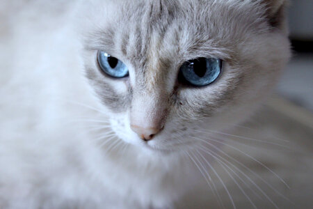 White Cat Flash with blue eyes photo