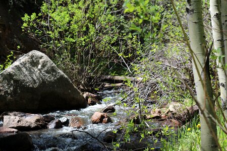 Flowing forest boulders