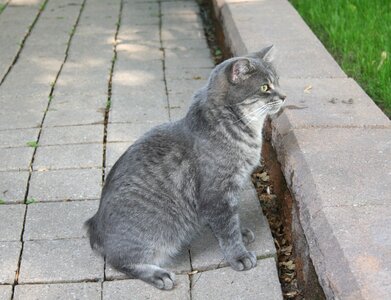 No tail animal domestic