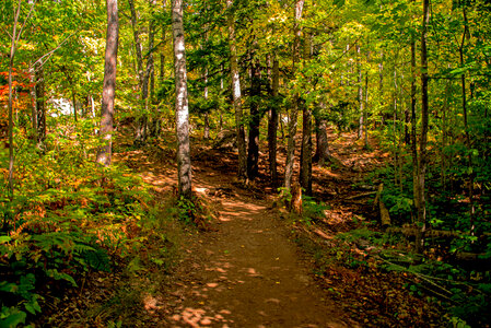 Shady forest pathway on Sugarloaf mountain photo