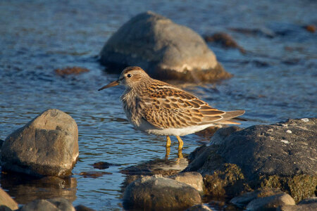 Pectoral Sandpiper photo