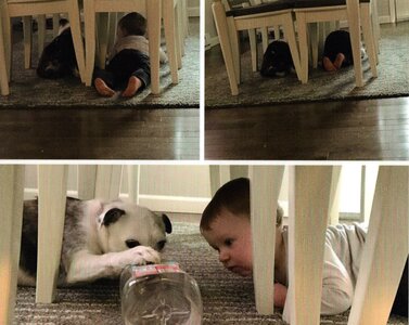 Boy and his dog photo