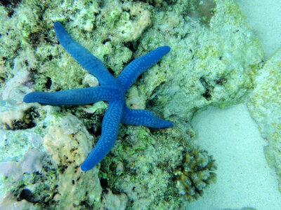 Blue Starfish in the Ocean photo