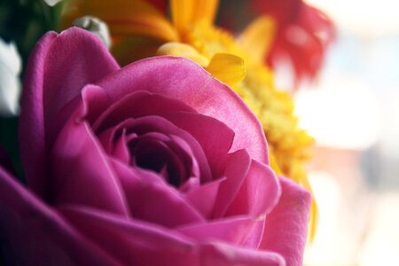 Pink Rose Closeup photo