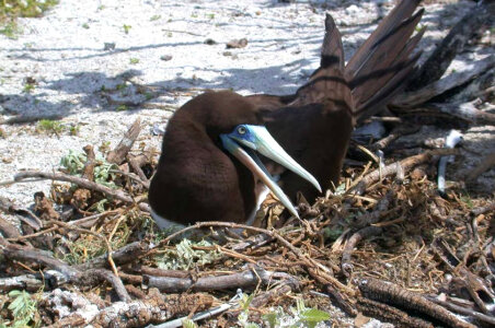 Brown Booby on Nest photo
