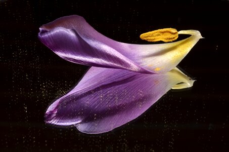 Shared mirror purple