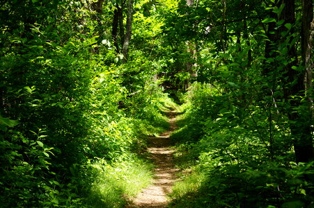 hiking forest lane