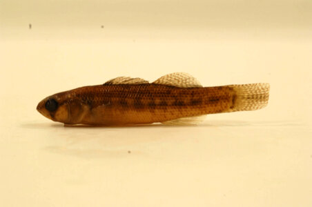 Etheostoma parvipinne