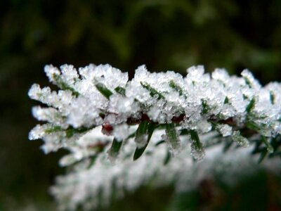 Bouquet frost 