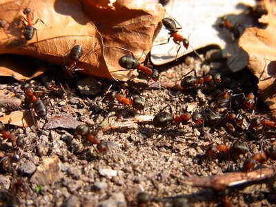 Red wood ant formica rufa forest photo