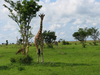Zoo wildlife africa
