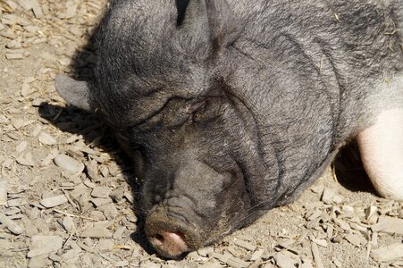 Piglet pot bellied pig farm