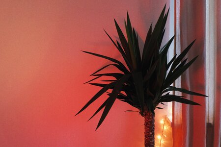 Decor red tree red room