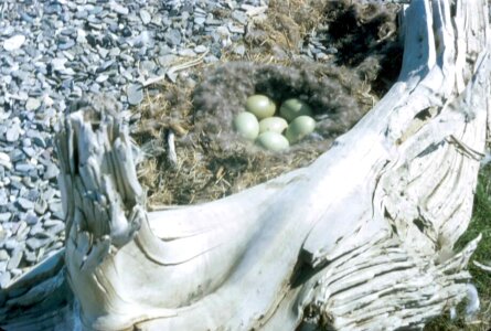 Ancient bird bottom