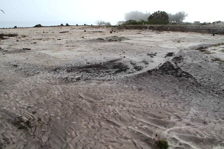 Area phylum sand