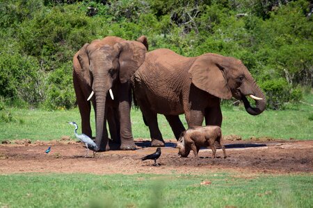 Big five mammals wild ife