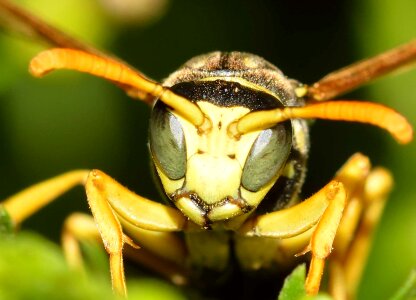 Hymenoptera wasp polistes