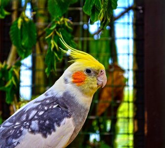 Colored parrot cockatiel