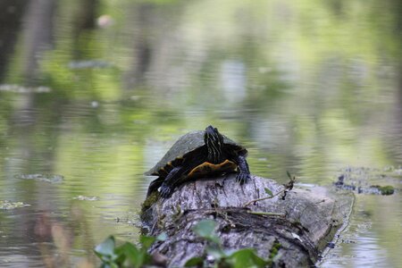 Reptile wildlife shell