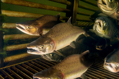 Salmon migrating through weir-1