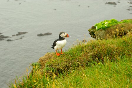 Puffin birds cliff photo