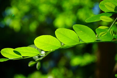 Robinia leaf veins filigree photo