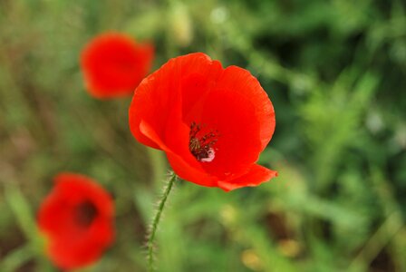 Nature poppy flower photo