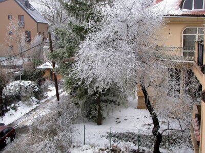 Winter trees snow