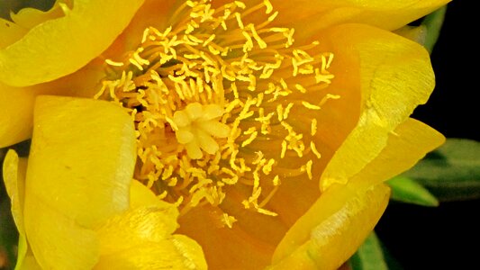 Natural blossom bloom