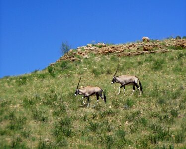 Oryx antelope africa wild photo