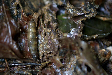 Aquatic invertebrate -3