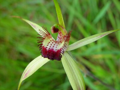 Native orchid photo