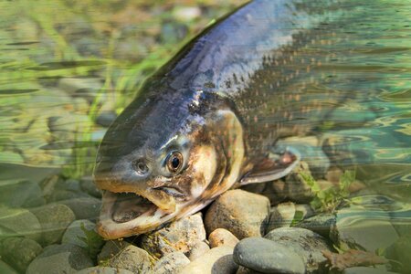 Varden fish fishing