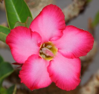 Petal yellow pink flower