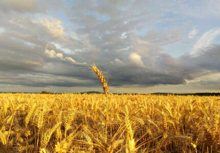 Clouds field food photo