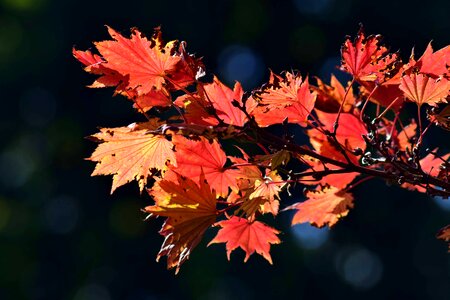 Autumn autumn season branch photo