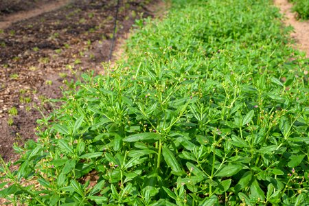 Greenery nature agriculture photo