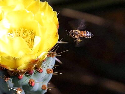 Cactus flowers 
