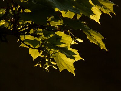 Tree green veins photo