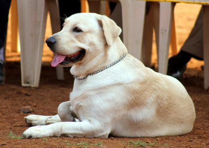 Labrador Sitting Dog Show photo