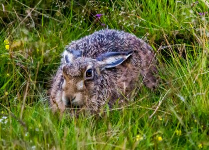 Wildlife field animal