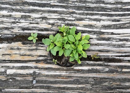 Leaves wooden sprout photo