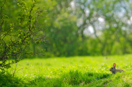 Meadow season spring photo