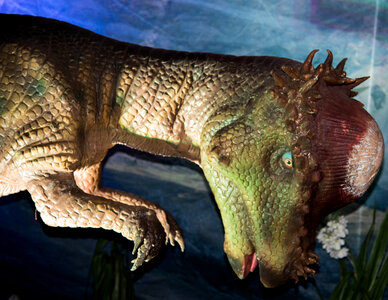 Pachycephalosaurus Dinosaur photo
