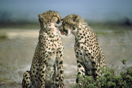 Two cheetahs sitting face to face