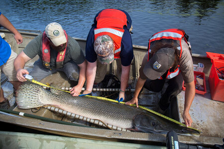 Alligator gar-1 photo