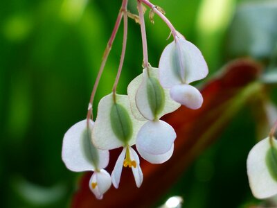 White bell seeds photo