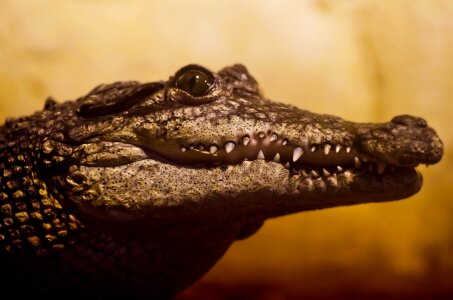 Threatened river carnivorous