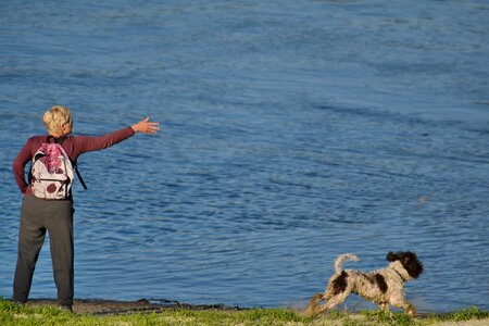 Dog hunting dog trainer photo